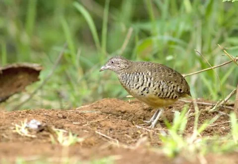 Barreb  buttonquil  bird Stock Photos