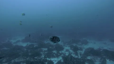 Barred Angelfish Closeup Video stock 147428291