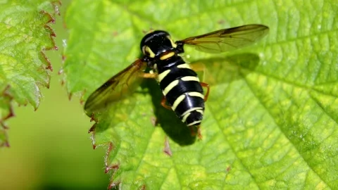 Barred Ant-hill Hoverfly, Xanthogramma Citrofasciatum on leaf Vídeo Stock 155225882