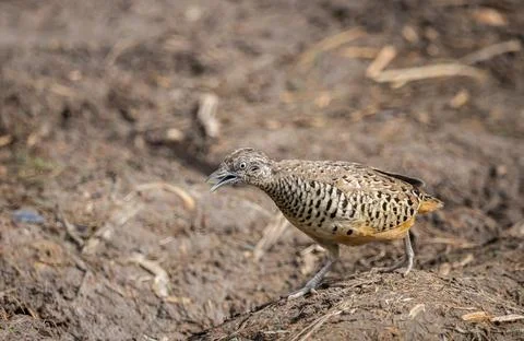 	Barred Buttonquail that can be found in the fields of Thailand. Foto stock