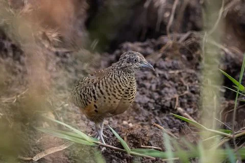 	Barred Buttonquail that can be found in the fields of Thailand. Fotos Stock