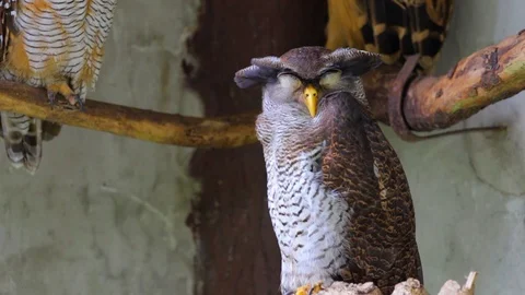 Barred Eagle Owl, also called the Malay eagle-owl Stock Footage 104269770