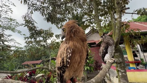 Barred eagle-owl Birds and Buffy fish owl Birds on a tree branch Stock Footage 265376618