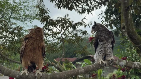 Barred eagle-owl Birds and Buffy fish owl Birds on a tree branch Stock Footage 265377271