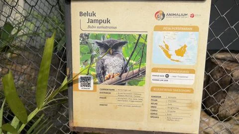 A barred eagle-owl Bubo sumatranus information board 스톡 사진