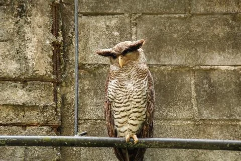 The Barred eagle-owl or Malay eagle-owl Stock Photos