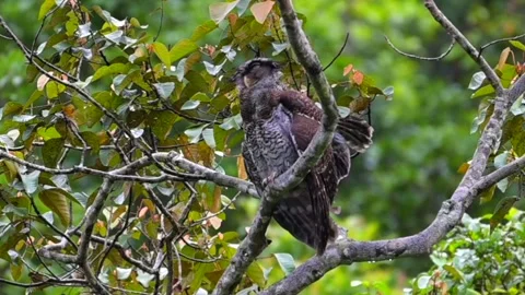 Barred Eagle-owl or the Malaya Eagle Owl (Bubo sumatranus) Stock Footage 269401829