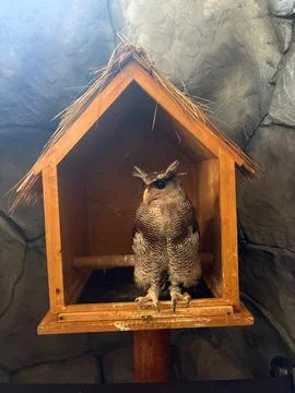 Barred eagle owl perched inside a wooden birdhouse structure with wildlife Stock-Fotos