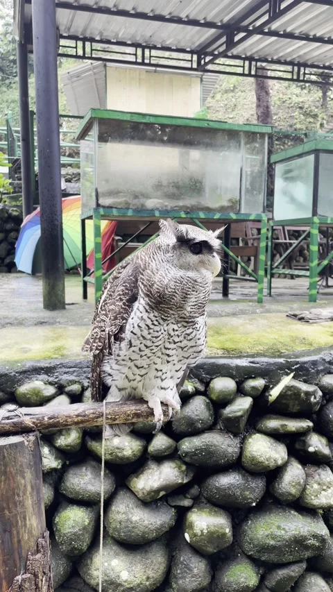 Barred Eagle-Owl Perched on a Wooden Branch in a Wildlife Sanctuary Stock Footage 336228863