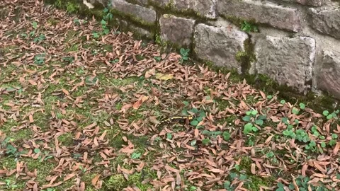 Barred fire salamander. Stock Footage 253720958