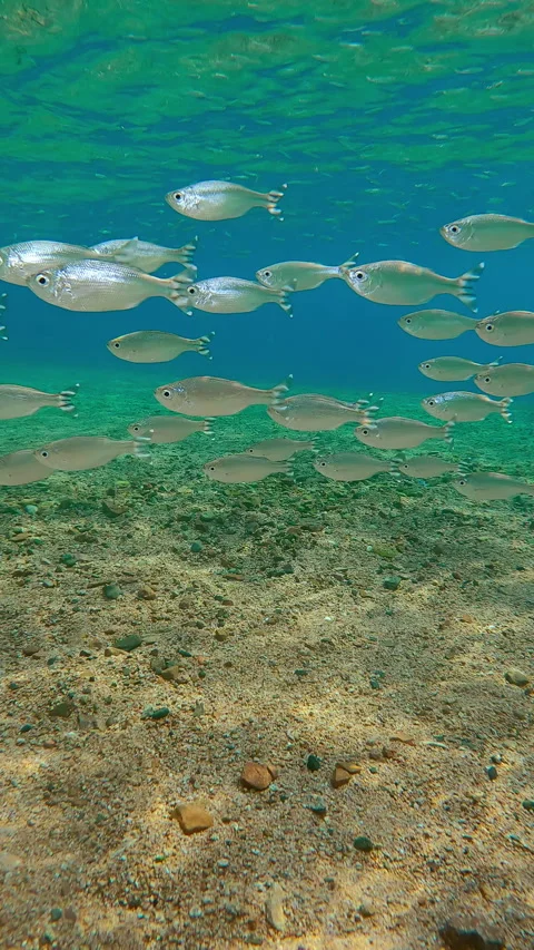 Barred Flagtail schools navigate sunlit shallows, their scales flash of Video stock 328415941