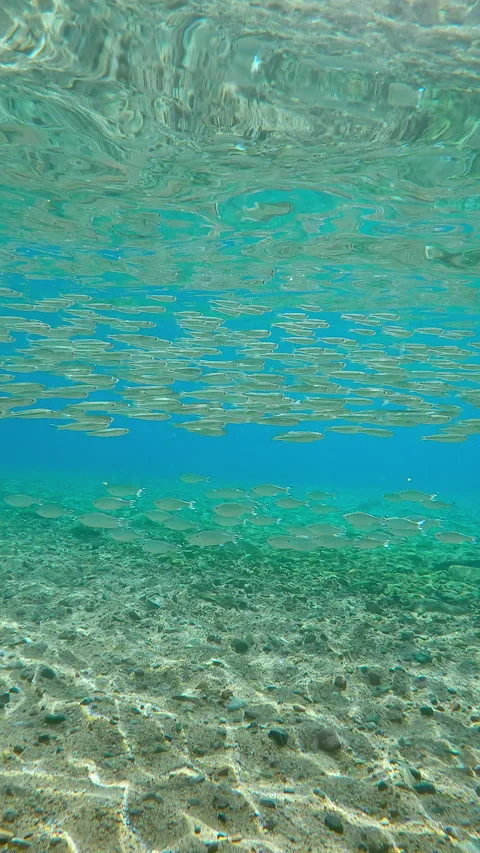 Barred Flagtail swim over seabed, with Silversides Atherina swims above them in Video stock 328415509