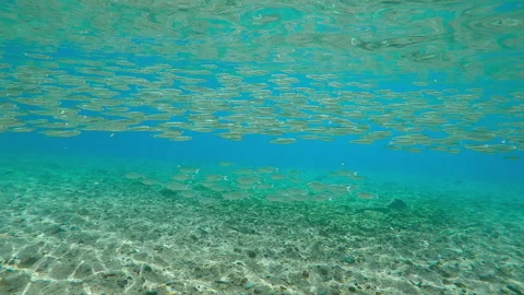 Barred Flagtail swim over seabed, with Silversides Atherina swims above them in Video stock 329079162