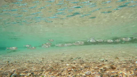 Barred Flagtail swimming in surf zone above sand seabed, with Atherina`s swims Video stock 316826768