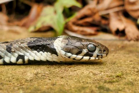 Barred Grass Snake. Stock Photos