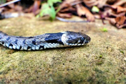 Barred Grass Snake. Stock Photos