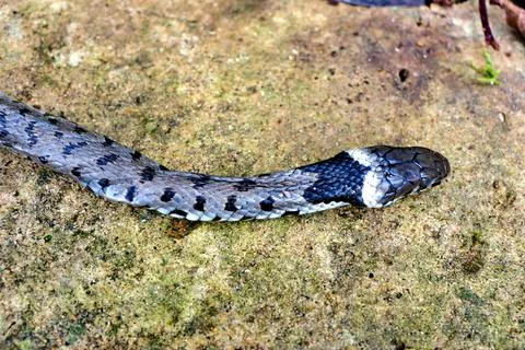 Barred Grass Snake. Stock Photos
