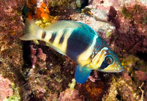 Barred hamlet Stock Photos