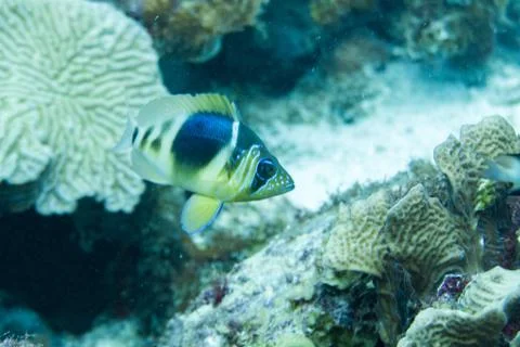 Barred hamlet Stock Photos