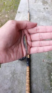 The barred loach Stock-Fotos