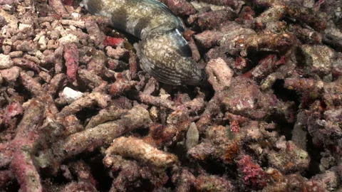 A barred moray eel swims over coral rubble on Raja Ampat reef Stock Footage 131061852