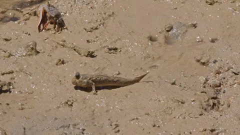 A Barred Mudskipper and Lemon-Clawed Fiddler Crabs Foraging. Stock Footage 273441335