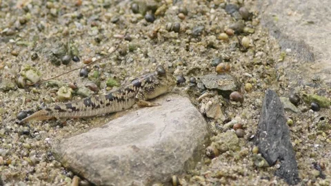 Barred Mudskipper Sitting on the Sand. Stock Footage 271114446