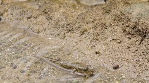 Barred Mudskipper Trying to Eat a Fly. Stock Footage 271114462