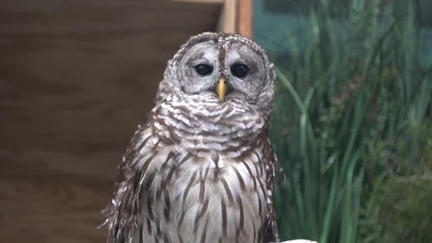 Barred owl, also known as hoot owl Stock Footage