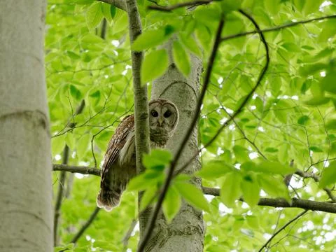 Barred owl in a beach tree in the forest Stock Photos