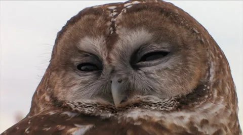 Barred Owl being had held at The Wildlife Center in Espanola, New Mexico 스톡 동영상 38278769