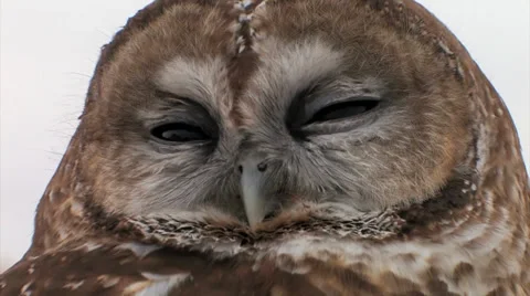 Barred Owl being hand held at The Wildlife Center in Espanola New Mexico 스톡 동영상 38278850