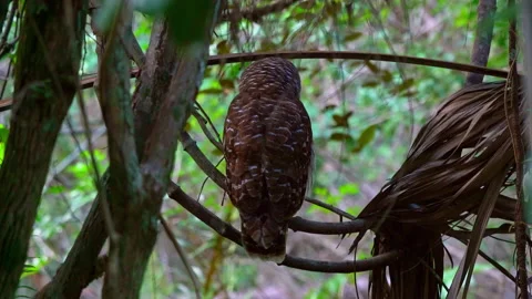 BARRED OWL ON BRANCH TREE Stock Footage 162933089