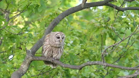 Barred Owl calling Stock Footage 167248981