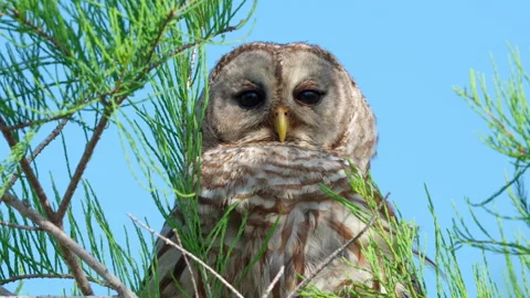 BARRED OWL CLOSE UP 스톡 동영상 250300393
