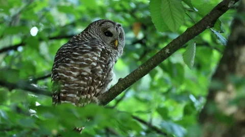 Barred Owl Close Looking Right Video stock 157890009