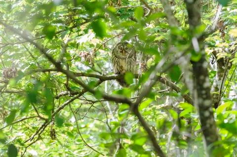 Barred Owl Corkscrew Swamp Stock Photos
