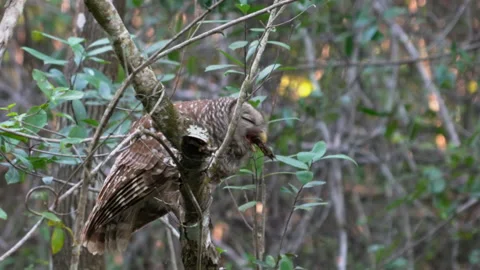 BARRED OWL EATING CRAYFISH Video stock 230289633