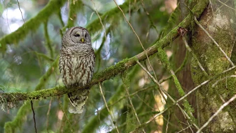 Barred Owl falling asleep in a tree in the Pacific Northwest rainforest Vidéo 276071087