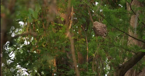 A Barred Owl flying in the wild taking off from a branch. Shot on Red 50fps 스톡 동영상 130769723