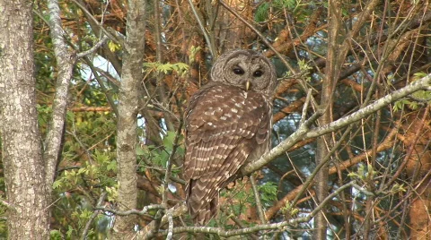 Barred Owl Stock Footage 768134
