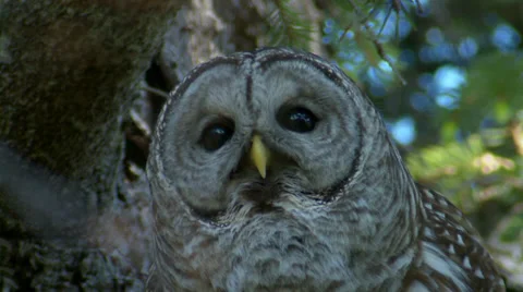 Barred Owl Stock Footage 38841106