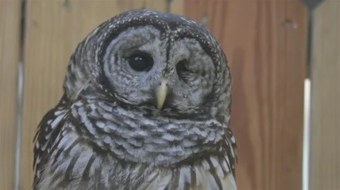 Barred Owl Video stock 48382586