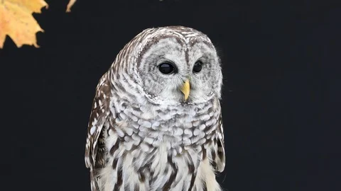 Barred Owl Stock Footage 91105466