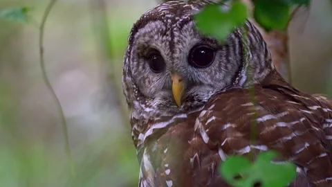 BARRED OWL Stock Footage 162934130