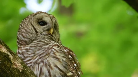 Barred owl hooting in woods Stock Footage 63139793