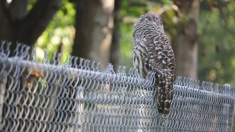 Barred Owl Hunts for Field Mice Stock Footage
