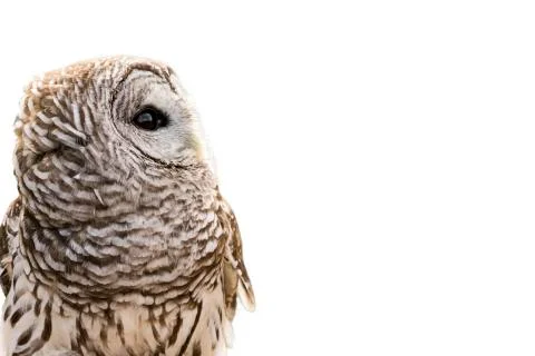 Barred owl isolated Stock Photos
