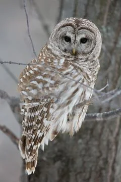 Barred Owl - Looking at Camera Foto stock