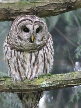 Barred Owl Looking Down Stock Photos